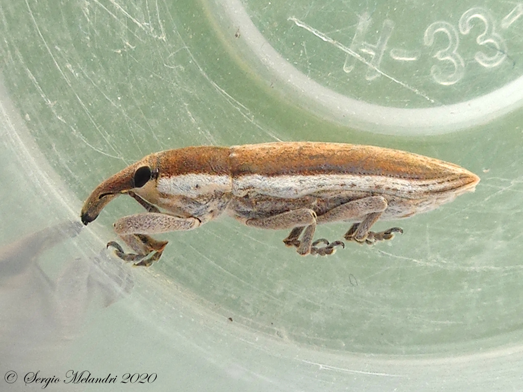 Curculionidae: Lixus (Compsolixus) juncii